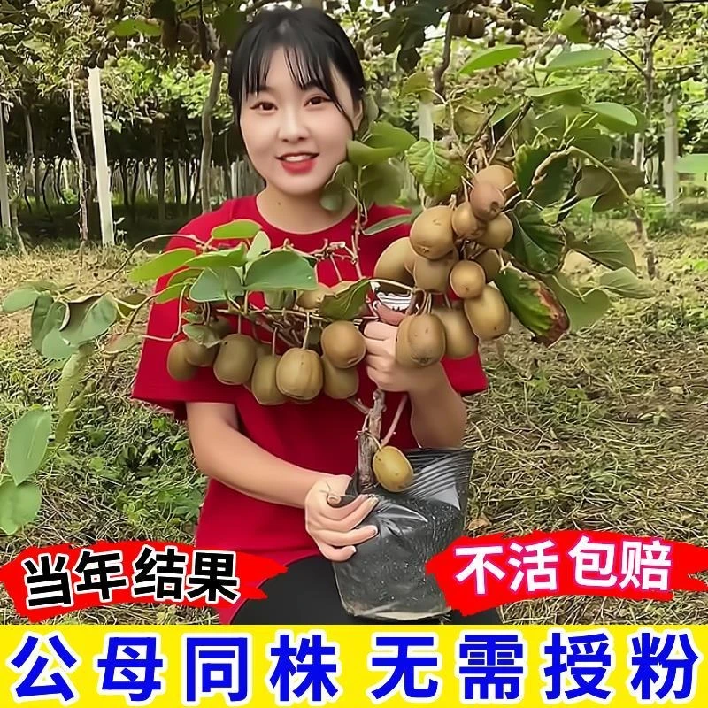 猕猴桃树果苗公母同株四川红心黄心软枣徐香当年结果南北方种爬藤