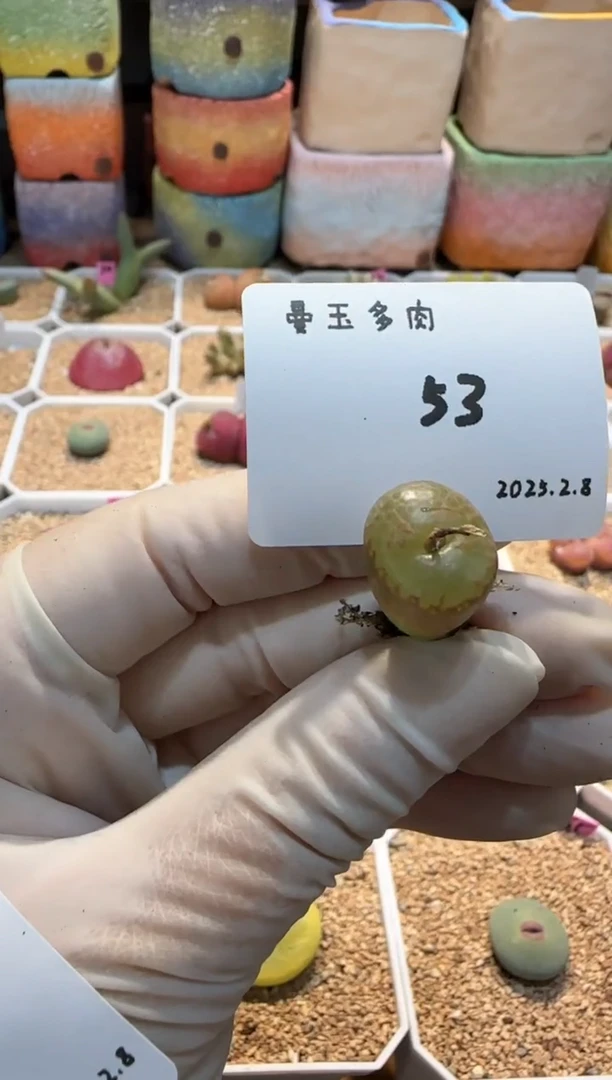 【闪购商品】25.2.8-53豆包