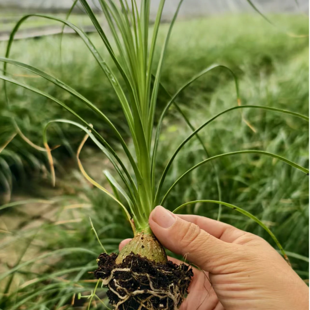 三颗酒瓶兰加赠三颗宫灯，不开花绿植，发货