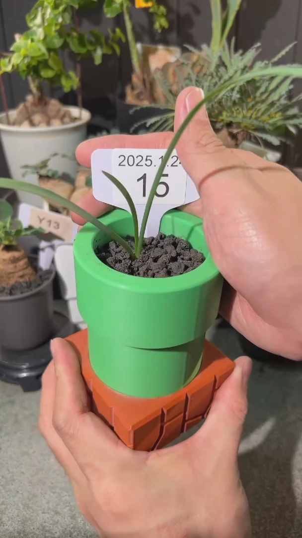 【闪购商品】圣诞老人全能花1.24.15