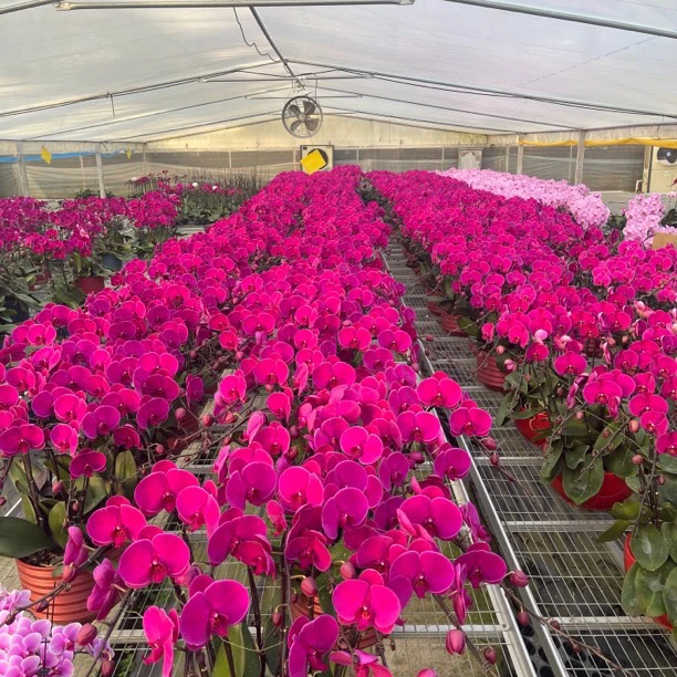 【12株】优质大辣椒蝴蝶兰