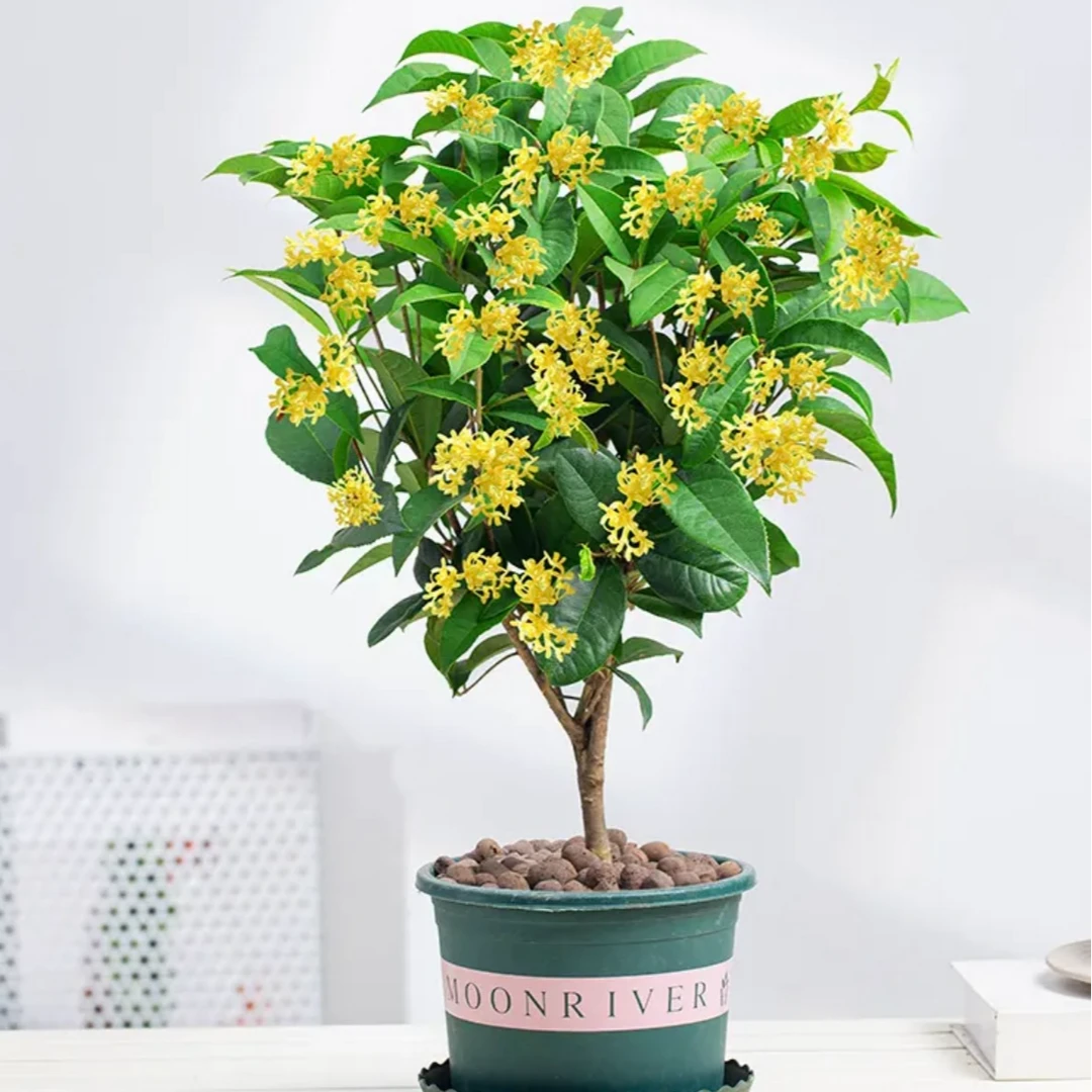 （养死包赔）桂花树盆栽金桂花苗四季开花耐寒好养室内户外花卉绿植