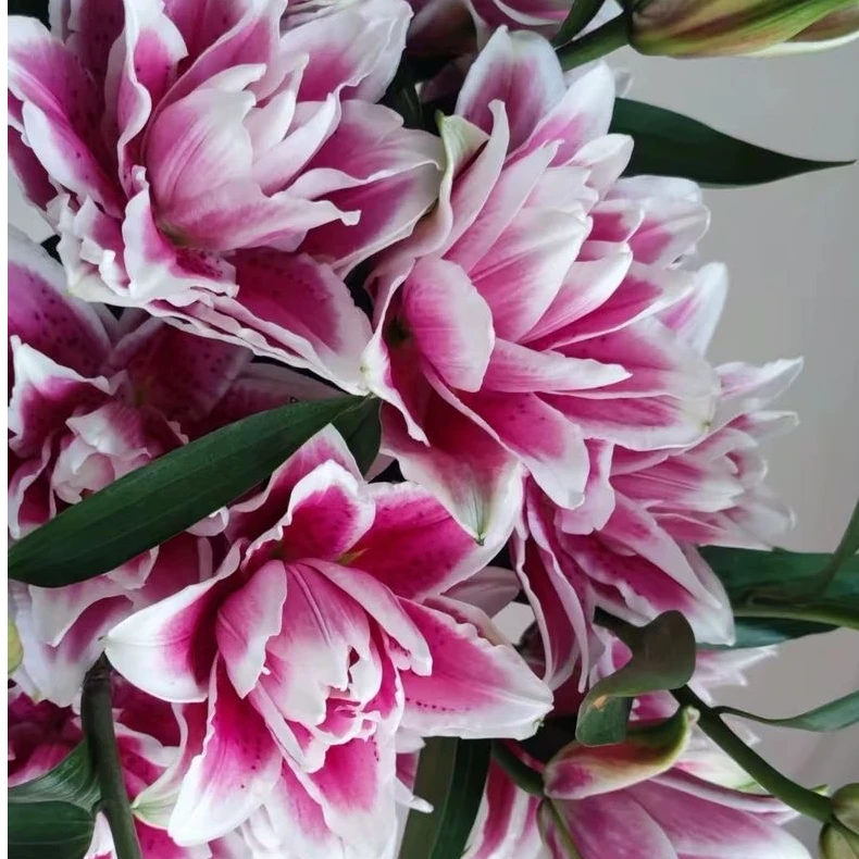 25+周长秋百合火星之恋进口种球带芽重瓣耐寒耐热庭院阳台绿植