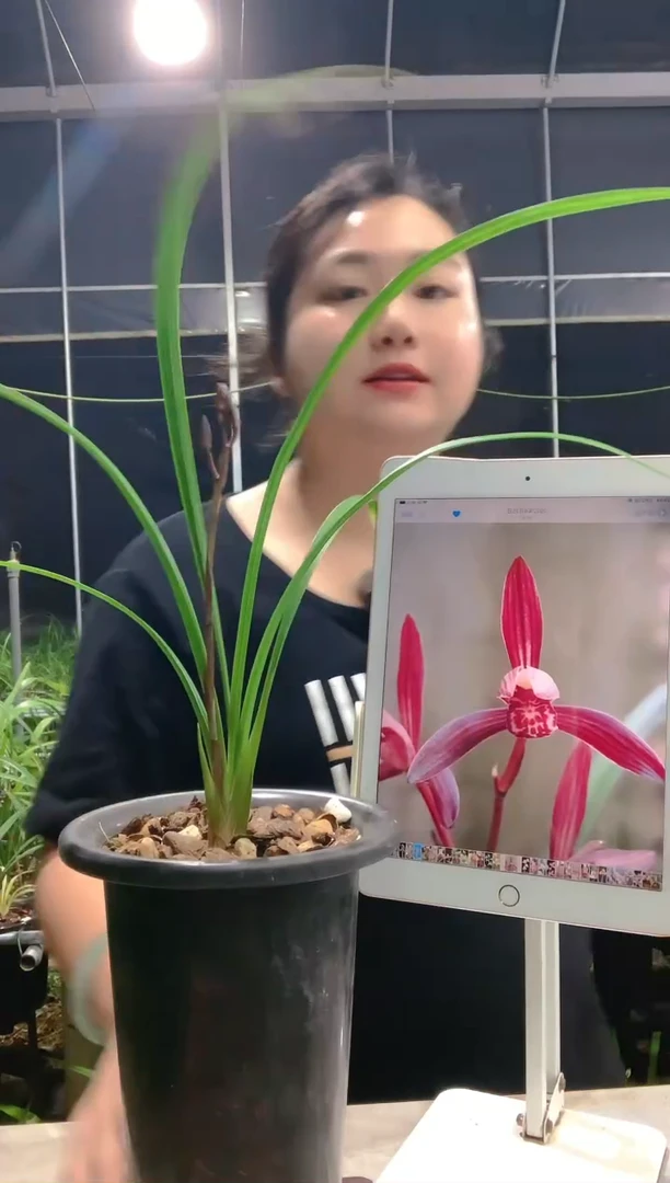 当前无花朵，栽培后可花朵桥**花墨宝