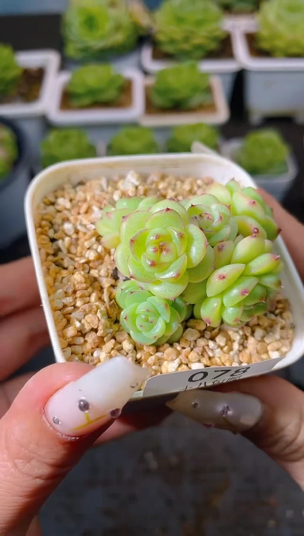 078珍妮群一物一拍