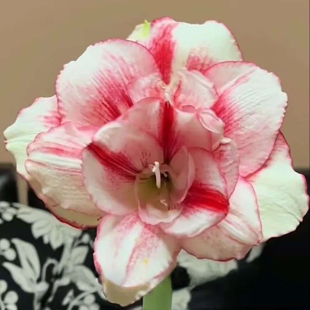 「伊琳娜」进口球 进口朱顶红品种 实际偏小