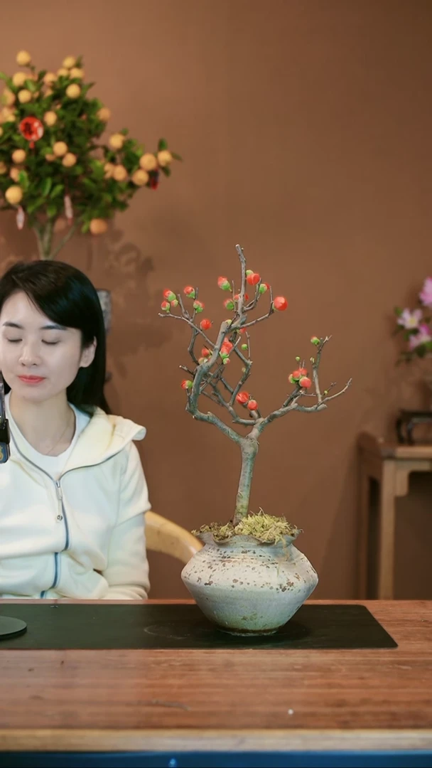 【闪购商品】盆景海棠