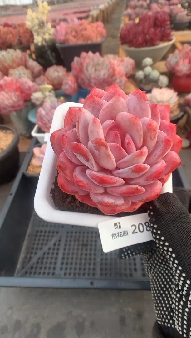 208雪天使多肉植物一物一拍