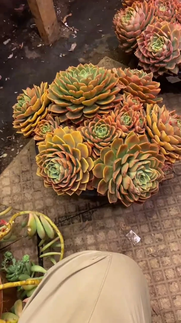 【闪购商品】1830贝拉