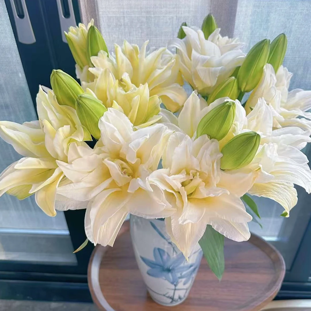 【陌上花开】三头泽塔百合-百合（无土栽培杆子细 花苞小 花期长~）