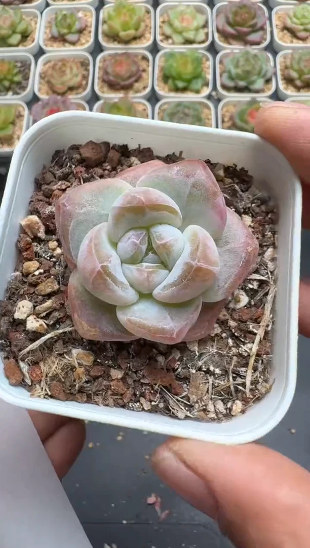 658E云禹多肉植物 带盆土纸巾打包 3颗包邮