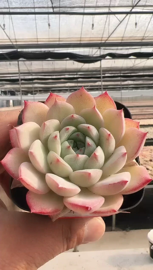 【闪购商品】新款多肉-332