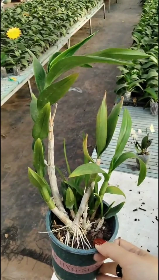 完全开放泼墨闪购