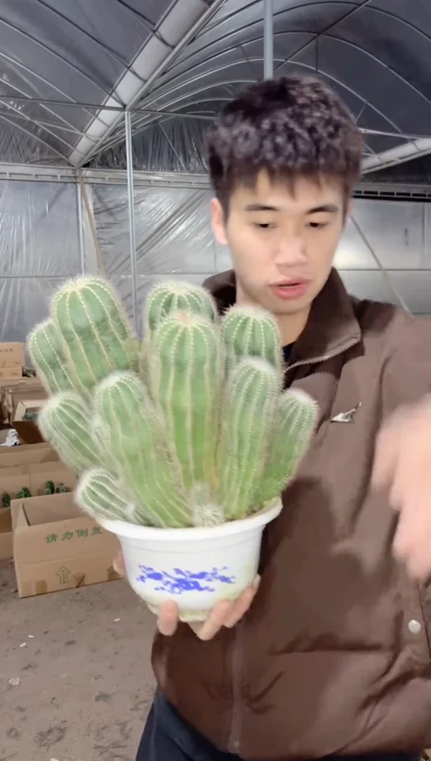 【闪购商品】银冠群生 18-20cm