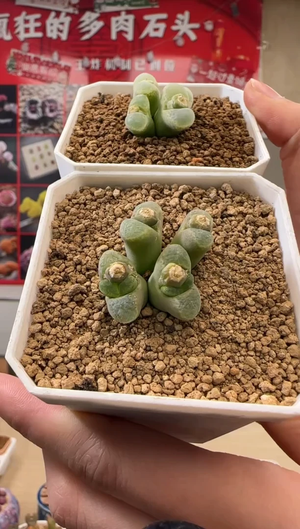 【闪购商品】23-64腰子白窗一颗