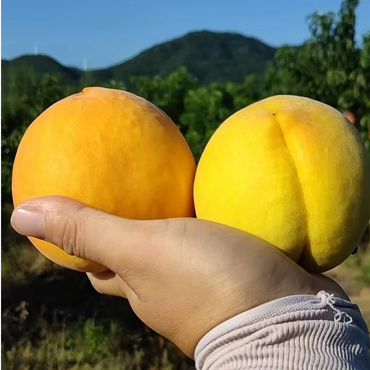 桃之乡（湖北枣阳）黄金蜜桃  果园现摘现发  新鲜多汁