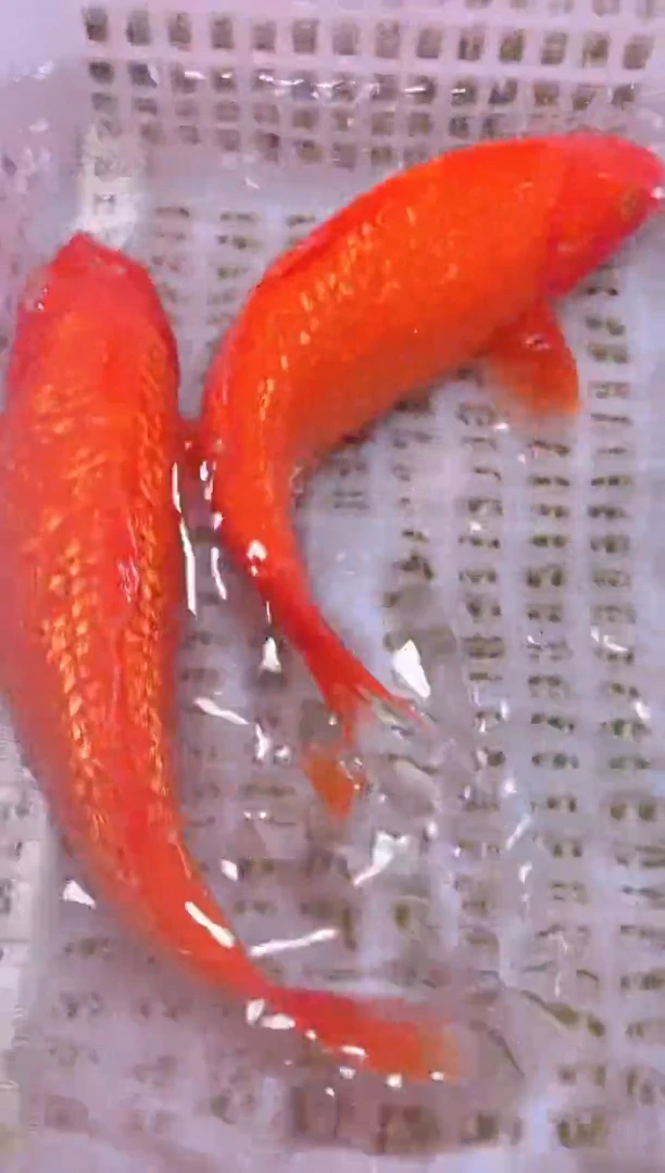 锦鲤冷水观赏鱼全场包邮164