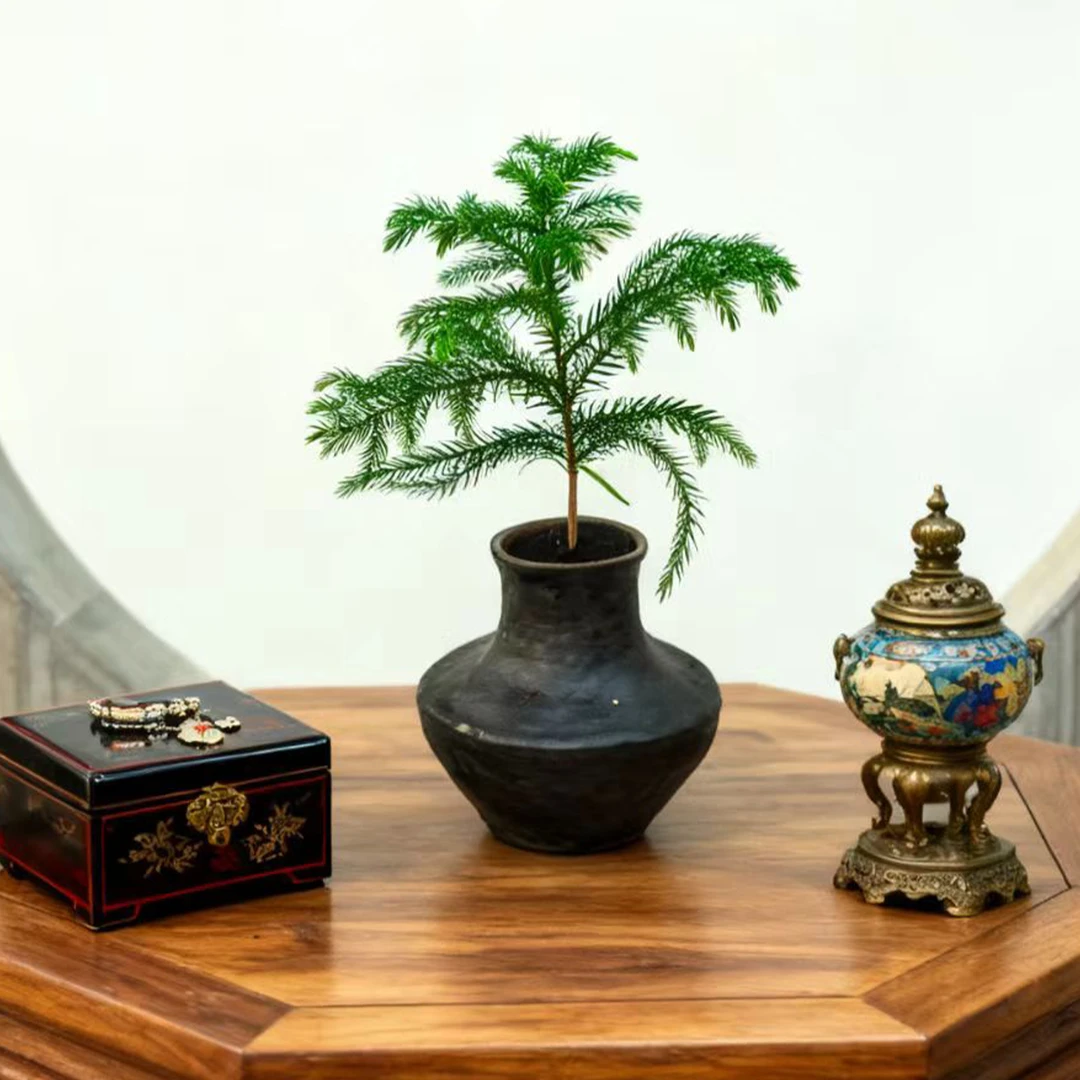 水榭花乡南洋杉水培绿植桌面家居好养护简约四季常青