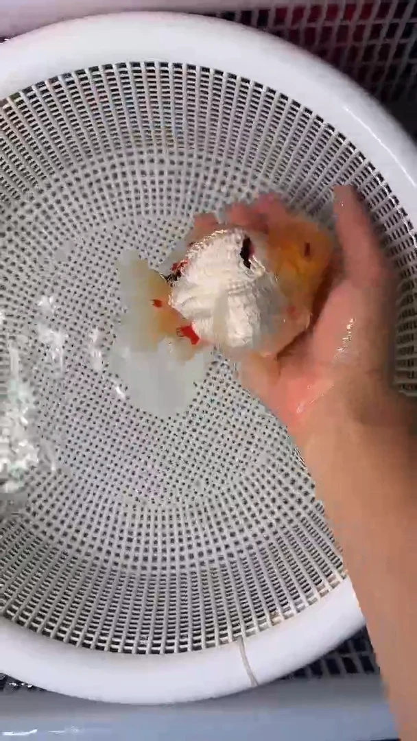 狮头鱼15元包装费 2条一包 未拍包装费不包邮