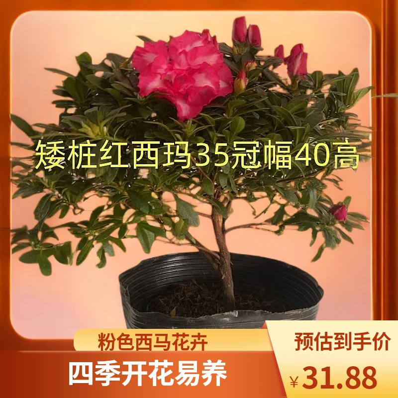 红西玛西洋杜鹃花30-35冠42高四季开花不断庭院阳台室内绿植