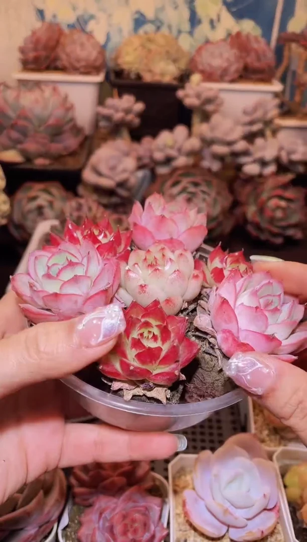 【闪购商品】018无土组合