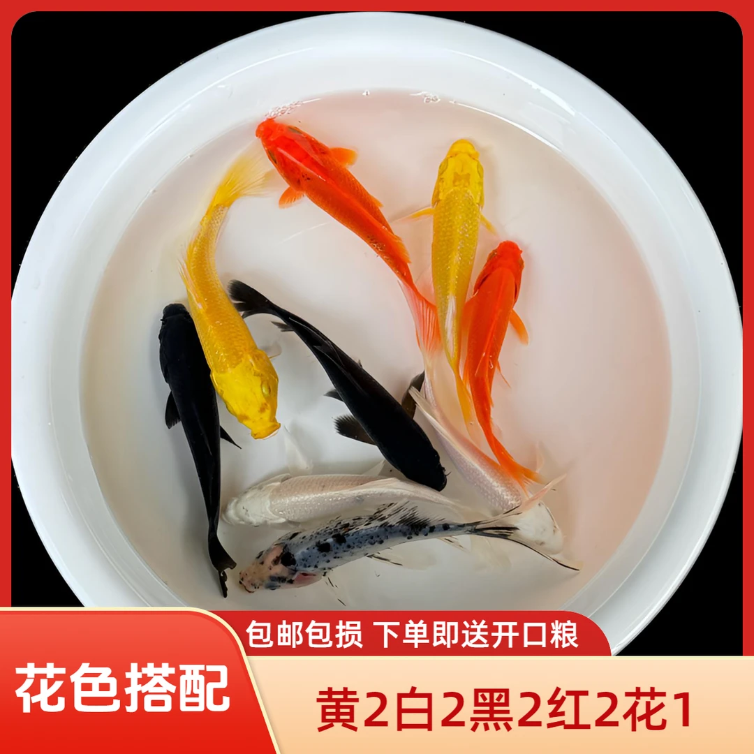 五色冷水观赏金鱼黄黑耐活锦鲤红花草金鱼小鱼精选锦鲤活体养殖