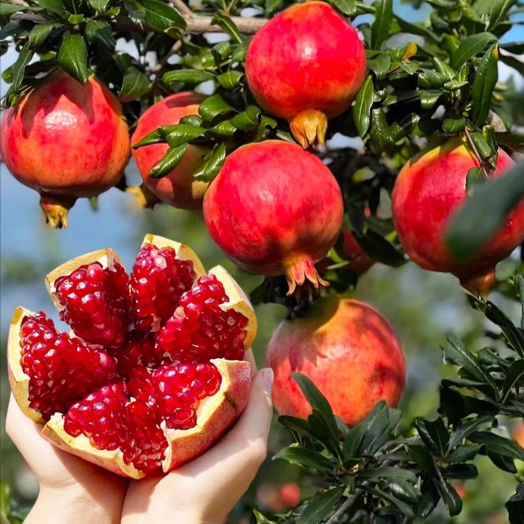 正宗突尼斯软籽石榴树苗蒙阳红大红袍石榴苗大果甜石榴南北方种植
