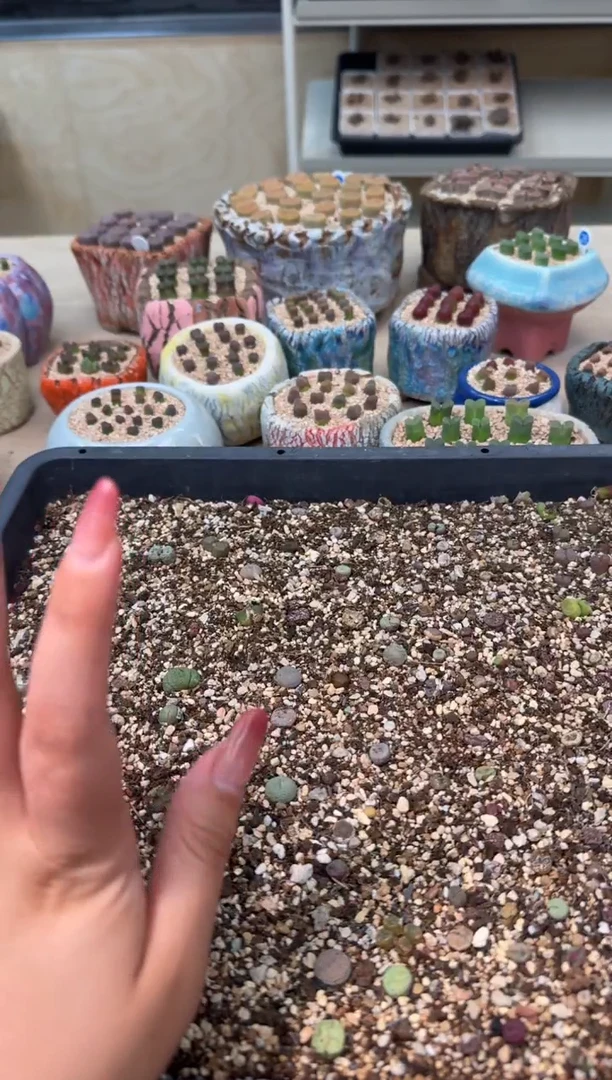 4-85多肉植物肉锥