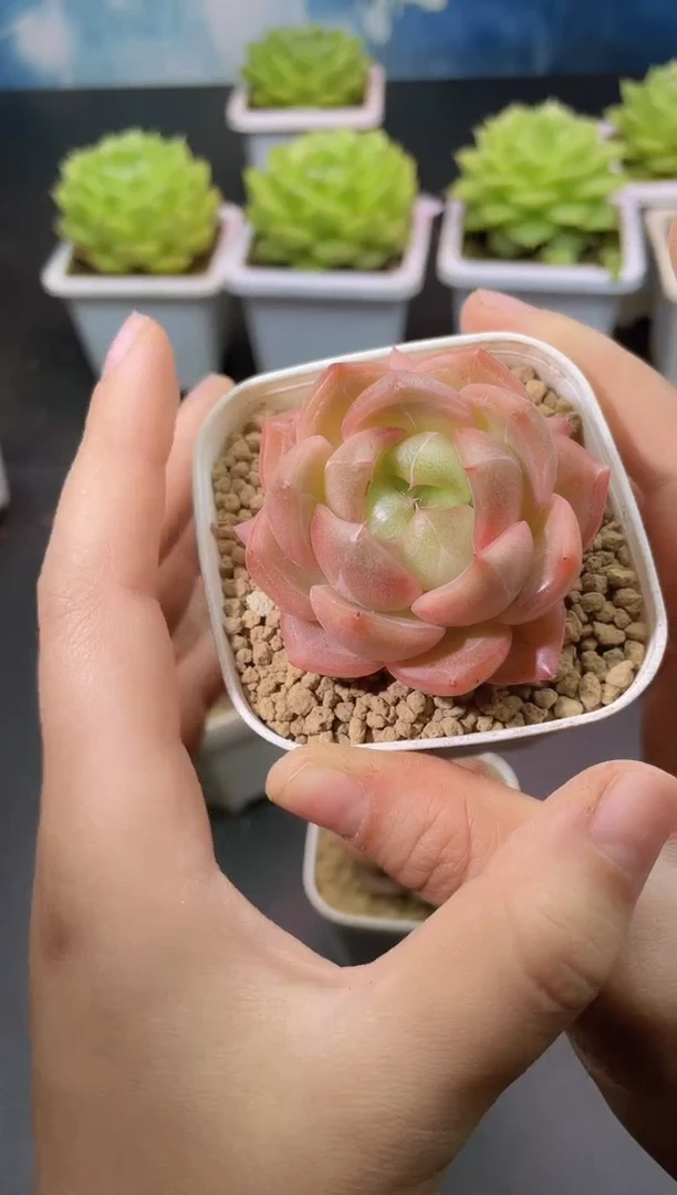 121明珠量拍发一颗
