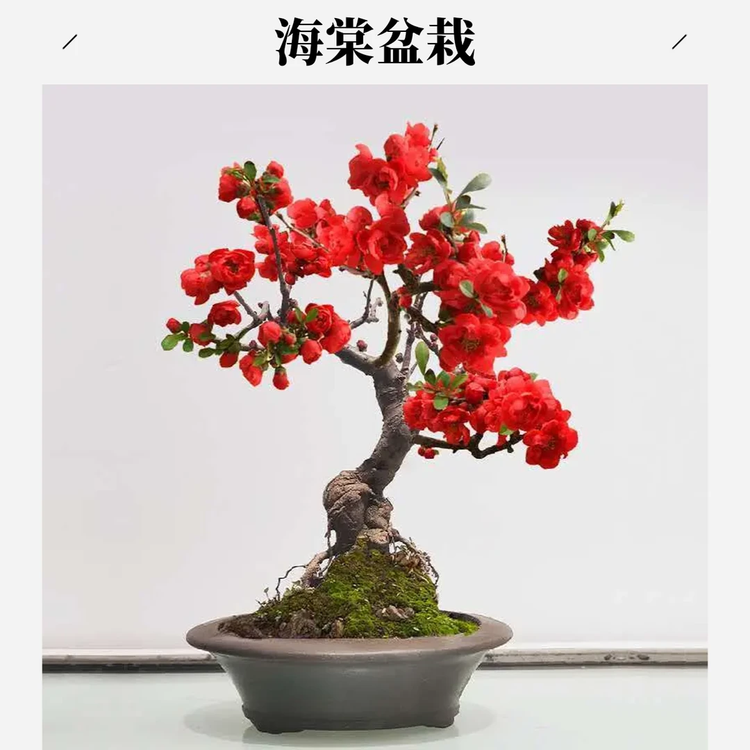 海棠盆栽盆栽花卉耐寒植物室内室外都可以养夏季阳台庭院办公室