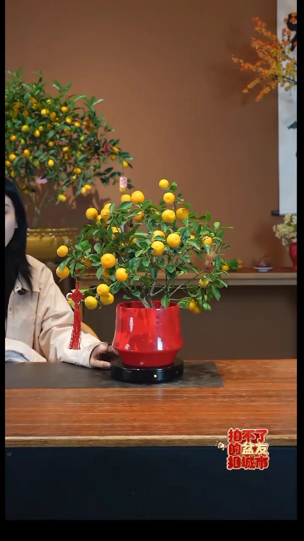 全部花朵小金橘盆景盆景盆景