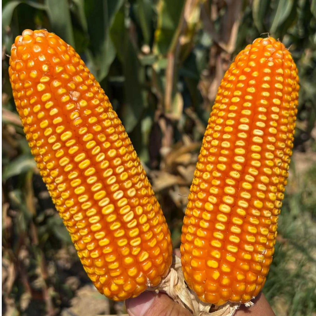 【粒金黄】头批精选 货源紧缺 全网独家粒金黄版（试用装）55000粒