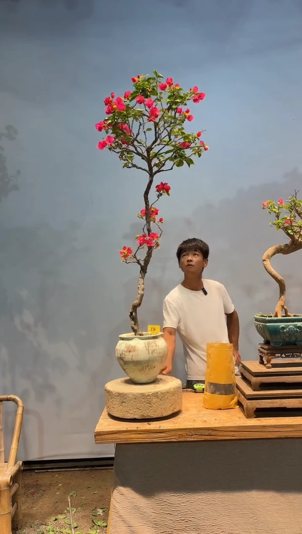 无花朵aa三角梅专场一物一拍12