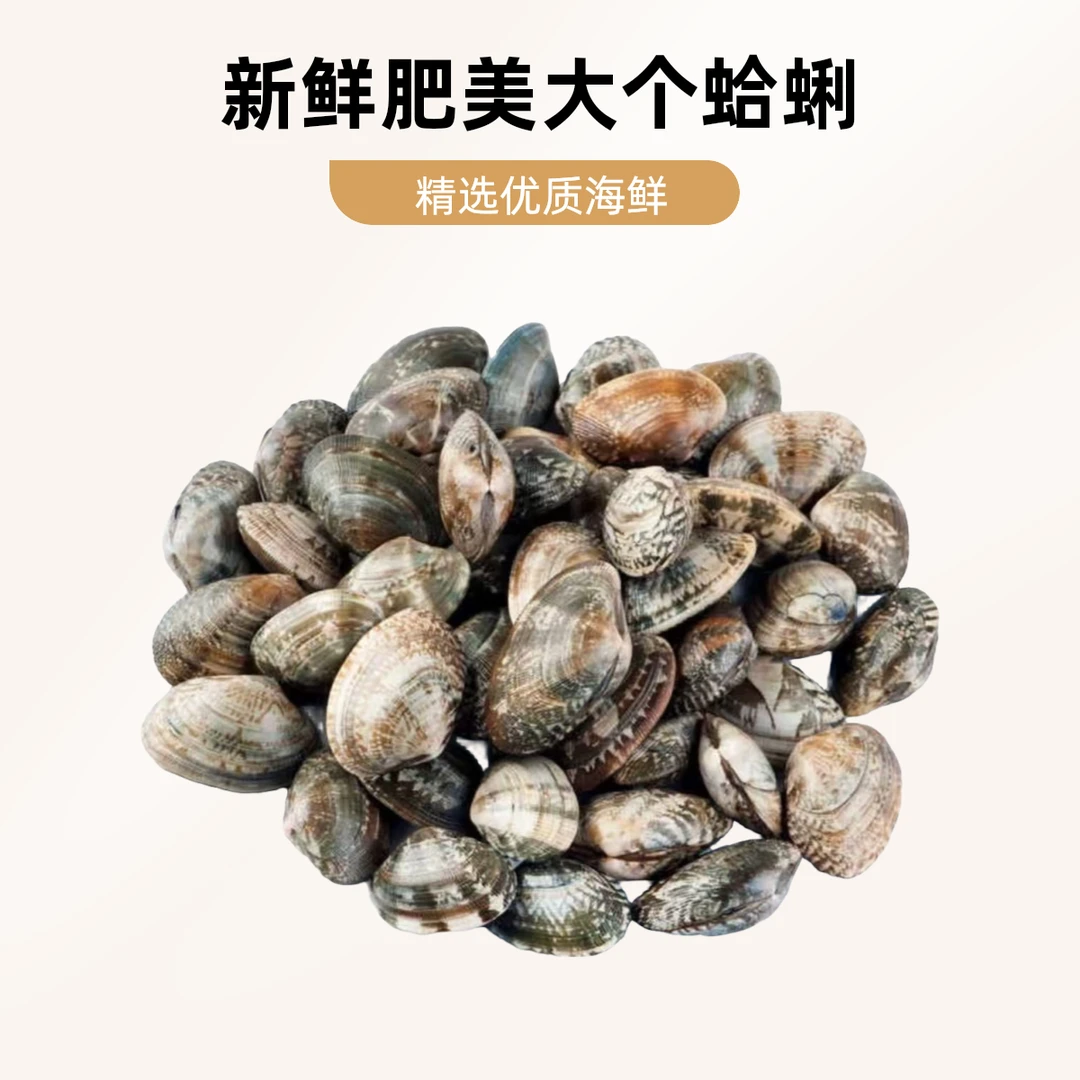 【红岛渔民】正宗红岛蛤蜊（一份5斤）