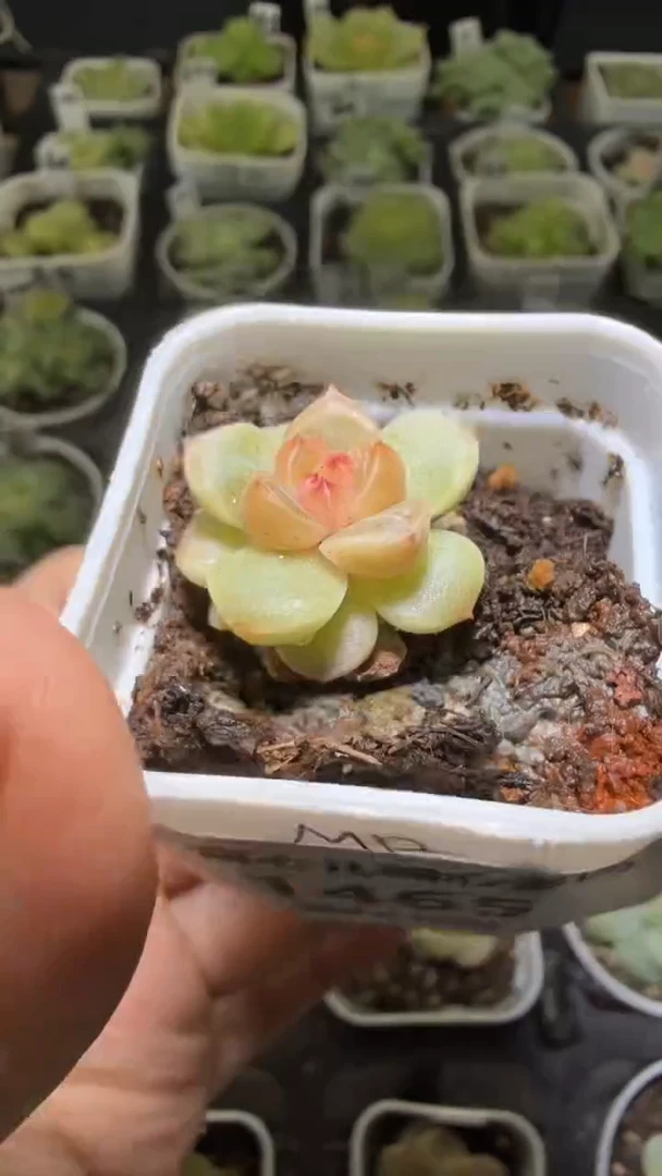 1465  美人多肉植物
