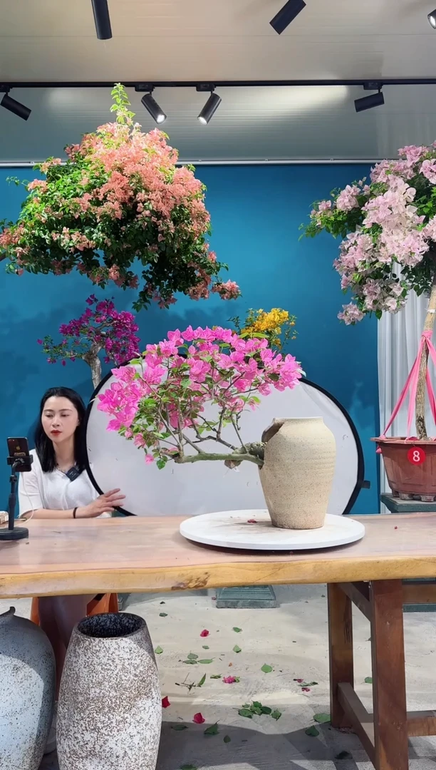 全部花朵绿叶宫粉三角梅