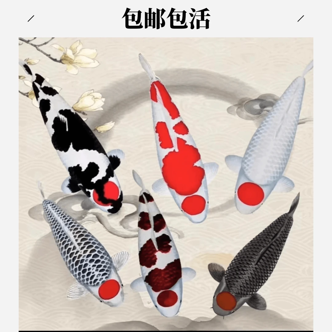 观赏鱼冷水鱼锦鲤活体鱼渔场直供