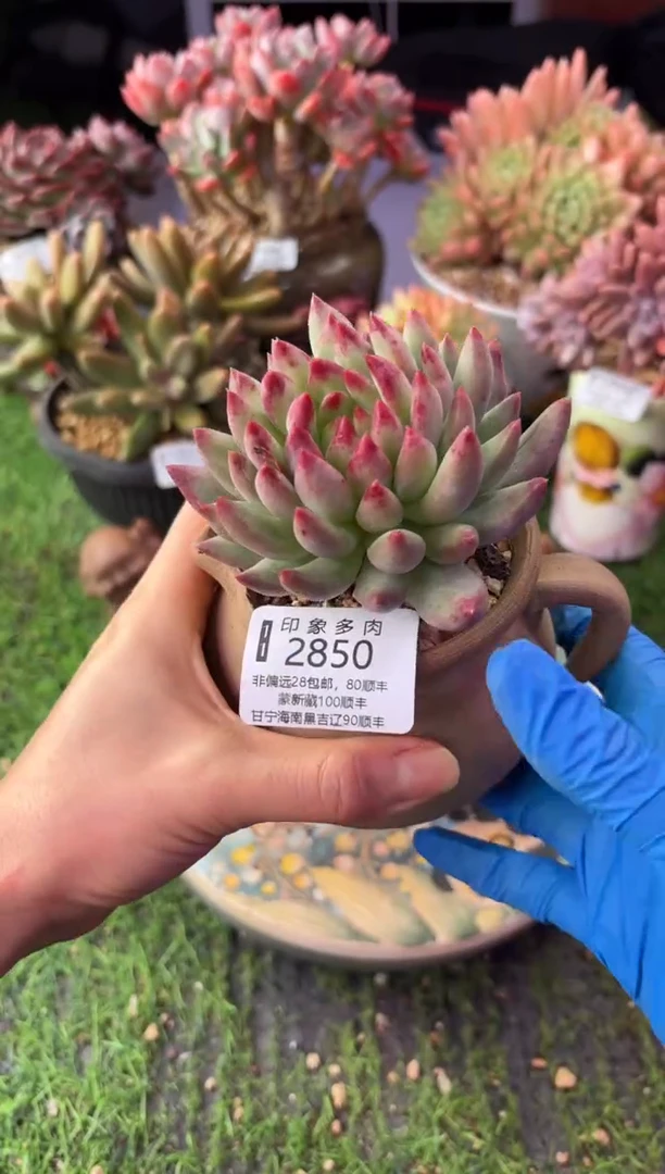 昆明印象多肉2850