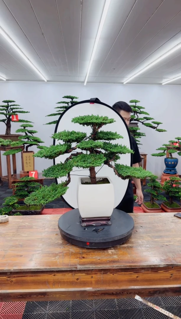 无花朵珍珠柏11111111111