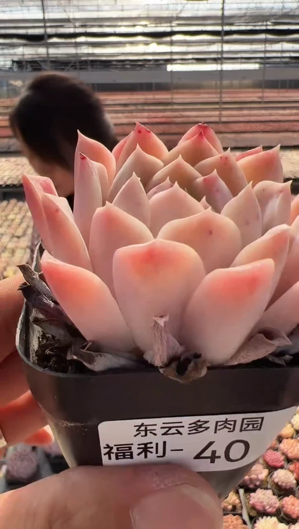 【闪购商品】福利-40