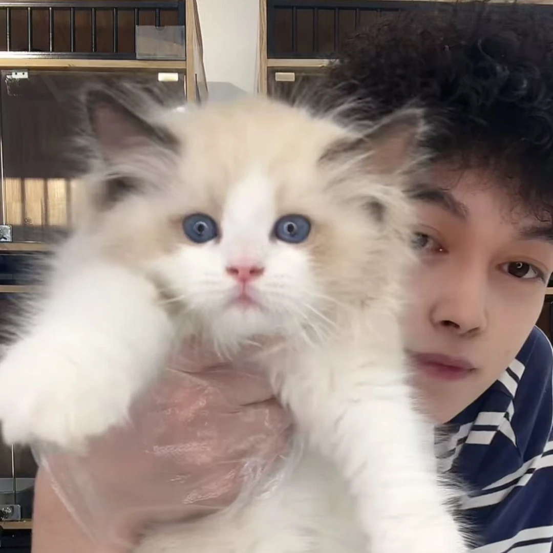 来了姊妹-海双布偶猫 弟弟 0663