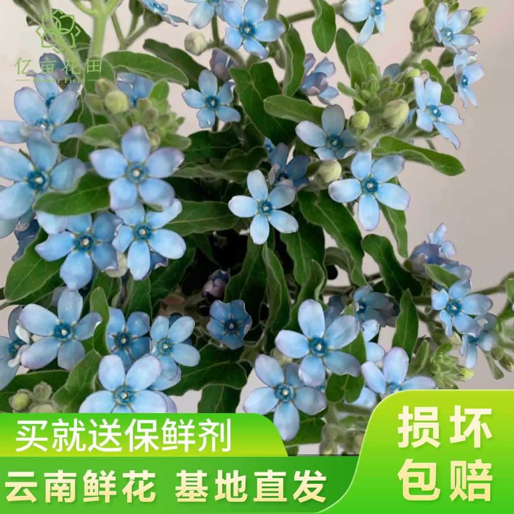 【蓝星花】蓝色的花云南鲜花 全店任意两件升级顺丰送货上门