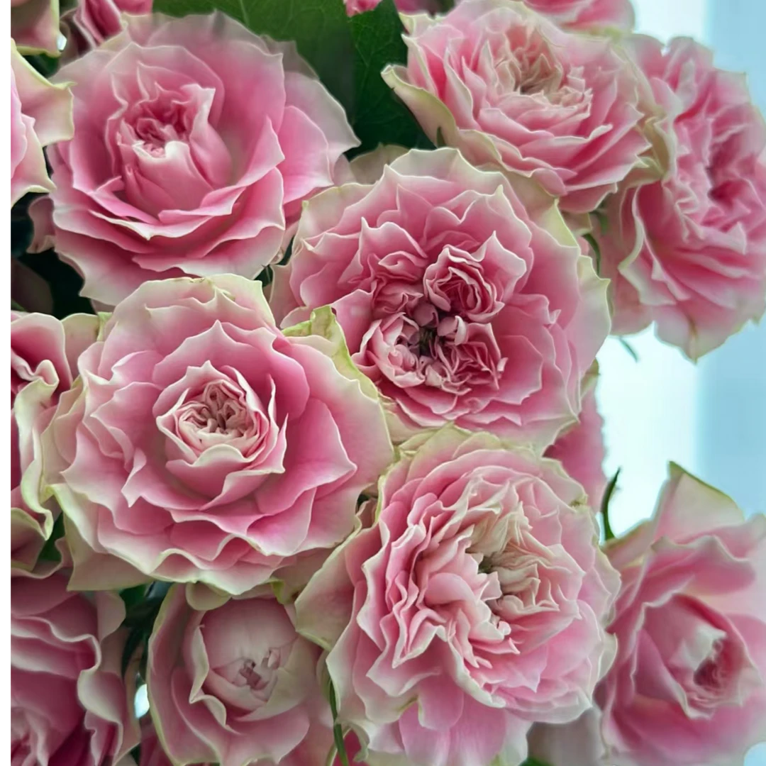 【独鬏鬏优选】[马卡龙] 稀有小众 多头玫瑰瓶插装饰鲜活采摘配送