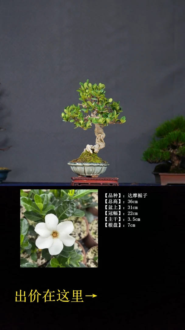 无花朵达摩栀子 不包邮