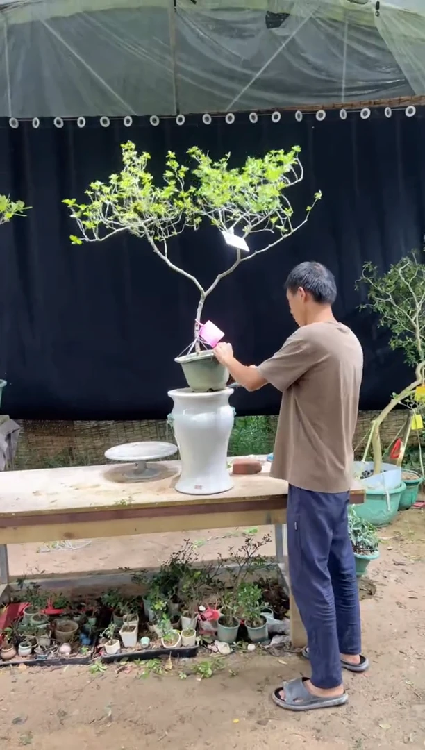 当前无花朵，栽培后可花朵半***1海岛栀子花
