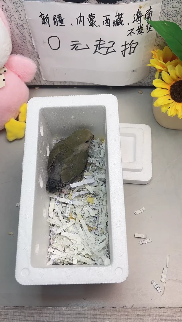 桃脸牡丹鹦鹉牡丹鹦鹉