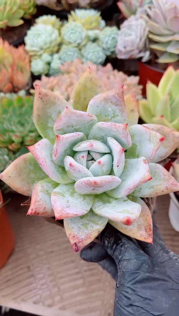 守*26166多肉植物一物一拍