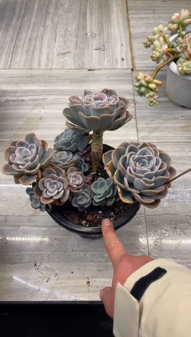 【闪购商品】2-172美尻