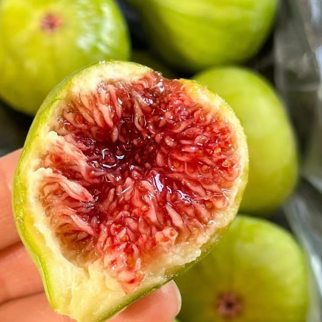 《农人老三》威海青皮无花果 树上糖包子收货10小时内有售后！