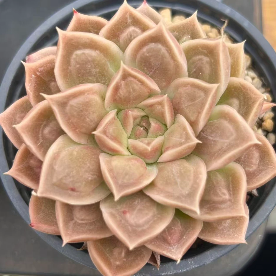 慢悠花房 奇异博士 办公室阳台绿植园艺盆栽花卉庭院多肉